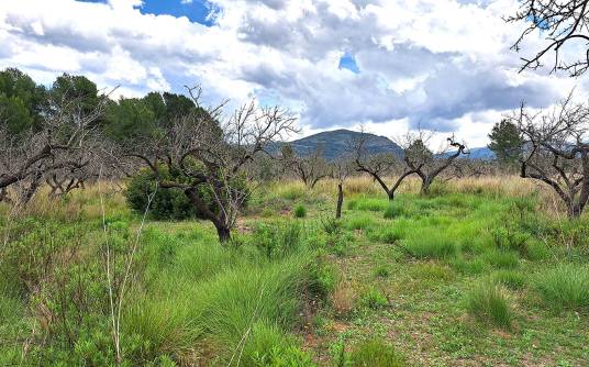 Building plot - Sale - Murla - Puerta del Valle