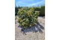 Sale - Finca / Country Property - Teulada - Benimarco