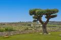 Uitverkoop - Finca / Landgoed - Benissa