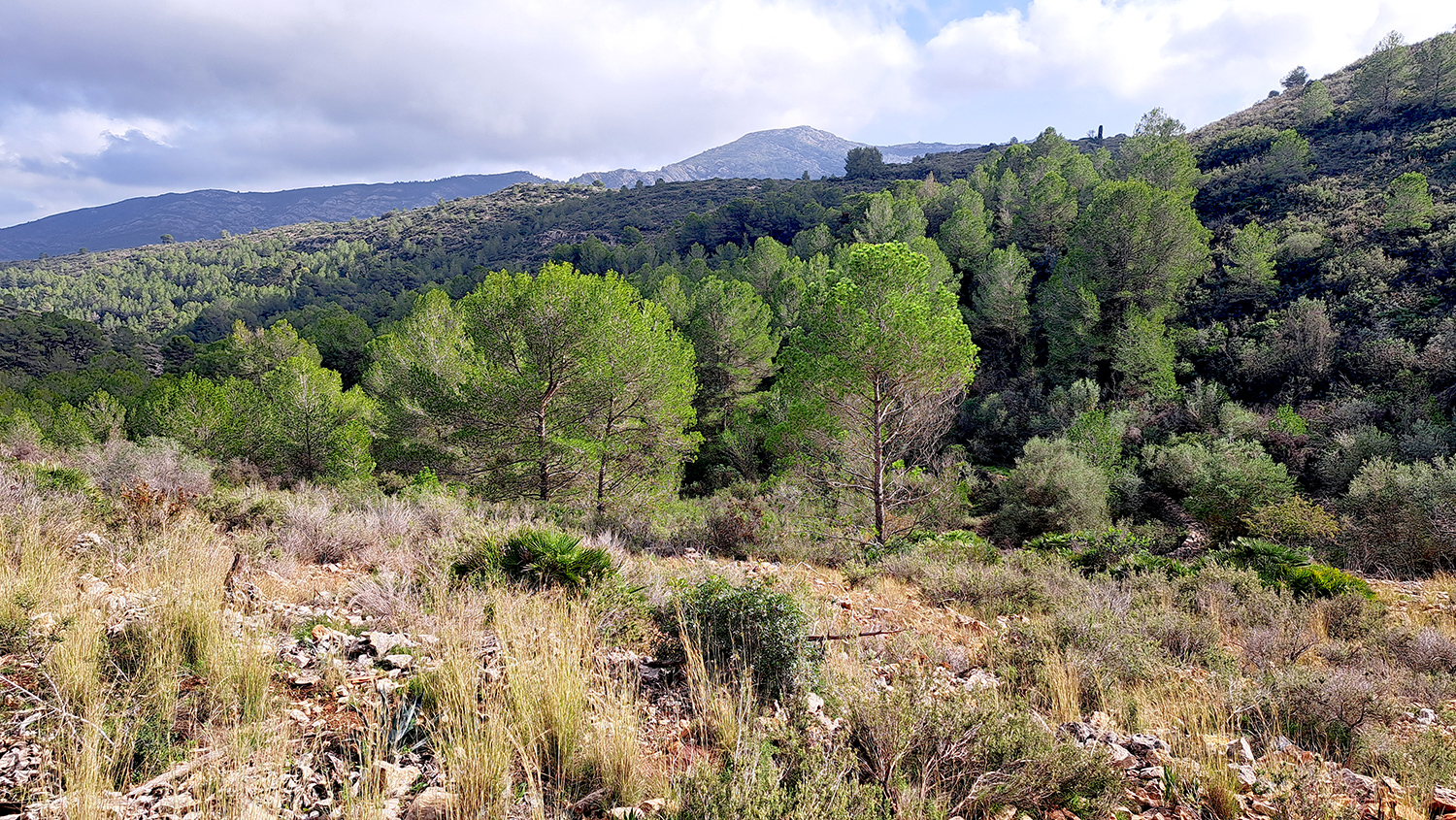 Parcela urbanizable en venta en Dénia zona La Pedrera